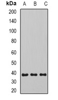 SIRT4 Rabbit Polyclonal Antibody