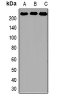 BRG1 Rabbit Polyclonal Antibody