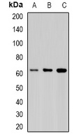 STIP1 Rabbit Polyclonal Antibody