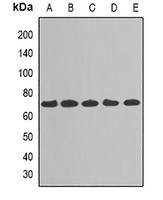 TAB1 Antibody