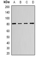 HSP75 Antibody
