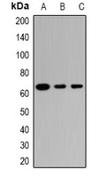 TRIM23 Rabbit Polyclonal Antibody