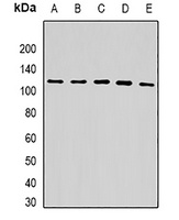 USP10 Antibody