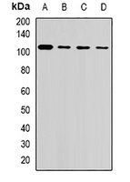 USP26 Rabbit Polyclonal Antibody