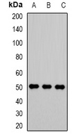 VRK1 Rabbit Polyclonal Antibody