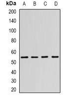 N-WASP Rabbit Polyclonal Antibody