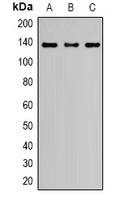 Nephrin Rabbit Polyclonal Antibody