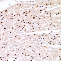 Cyclin E1 (Phospho-T77) Rabbit Polyclonal Antibody