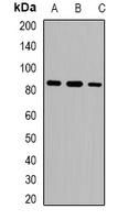 USP1 Antibody