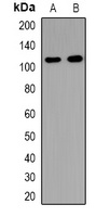 USP37 Antibody