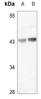 HAPLN4 Rabbit Polyclonal Antibody