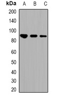 STAT1 (Acetyl-K410/K413) Antibody