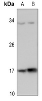 Histone H3 (TriMethyl-K37) Antibody