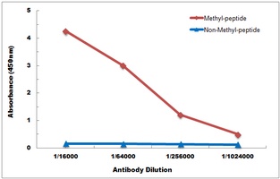 Histone H3 (TriMethyl-K37) Antibody