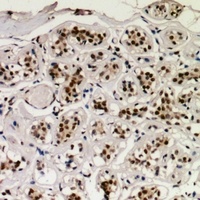 CREB (Phospho-S129) Rabbit Polyclonal Antibody