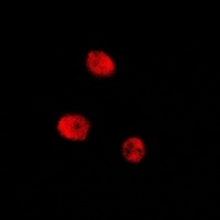 CREB (Phospho-S129) Rabbit Polyclonal Antibody