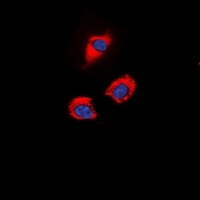 GAP43 (Phospho-S41) Rabbit Polyclonal Antibody