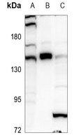 GLI1 Antibody