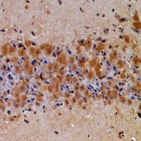 Latexin Rabbit Polyclonal Antibody