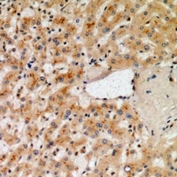 NOX1 Rabbit Polyclonal Antibody