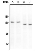 MERTK/TYRO3 (Phospho-Y749/681) Antibody