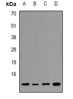 Histone H2B Rabbit Polyclonal Antibody