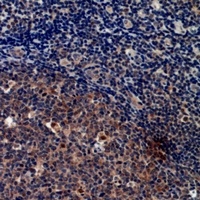 Cystatin A Rabbit Polyclonal Antibody