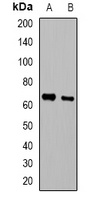 CD265 Antibody