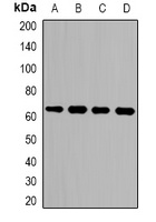 LGALS3BP Rabbit Polyclonal Antibody
