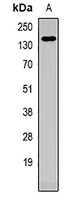 CD49b Rabbit Polyclonal Antibody
