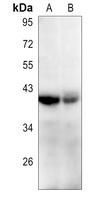 CD53 Rabbit Polyclonal Antibody