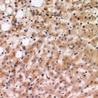 IL-19 Antibody