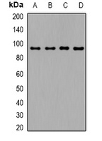 TGFBR3 Antibody