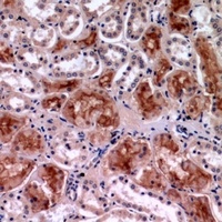 c-Rel Rabbit Polyclonal Antibody