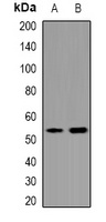OCT4 Rabbit Polyclonal Antibody