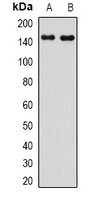 PIR121 Antibody