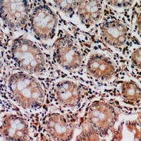 PIR121 Antibody