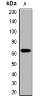 Collagen 25 alpha 1 Antibody