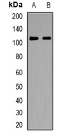 NLRX1 Rabbit Polyclonal Antibody