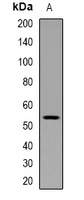 p53 (Phospho-S376) Rabbit Polyclonal Antibody