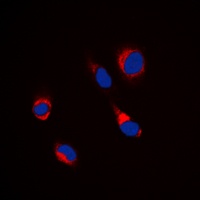 Beta-tubulin Antibody