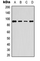 PE2 (Phospho-T526) Rabbit Polyclonal Antibody
