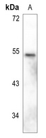 GFAP Antibody