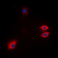 GFAP Antibody