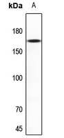 NMDAR2D Rabbit Polyclonal Antibody