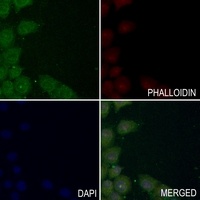 NMDAR2D Rabbit Polyclonal Antibody