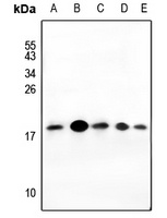Histone H2A.X Rabbit Polyclonal Antibody