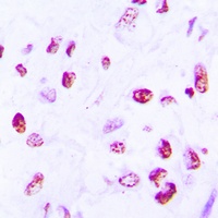Histone H2A.X Rabbit Polyclonal Antibody