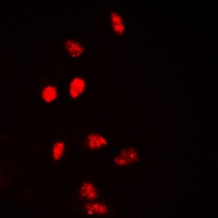 Histone H2A.X Rabbit Polyclonal Antibody