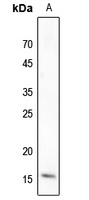 Histone H3 Antibody